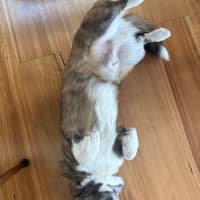 Photo of Rocky   1 Year Old Cardigan Corgi