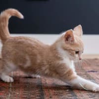 Photo of Blossom