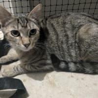 Photo of Maple 