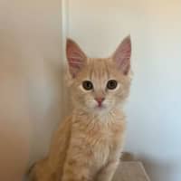 Photo of Ollie 
