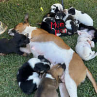 Photo of Piper