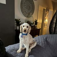Photo of Harry   2‑Year‑Old Miniature Poodle