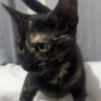 Photo of Chilli Bean