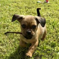 Photo of Banks   8 Week Old Dachshund X Pug