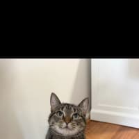 Photo of Tilly (Was Petal)