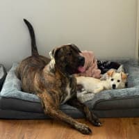 Photo of Whisky