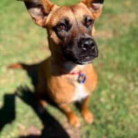 Photo of Aubrey   6 Month Old Mixed Breed