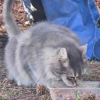 Photo of Samuel Whiskers