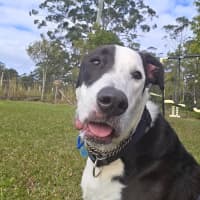 Photo of Diesel
