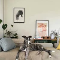 Photo of Maia, The Greyhound