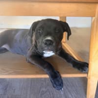 Photo of Roxy