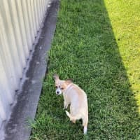 Photo of Polly   4 Year Old Chihuahua