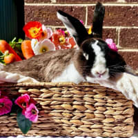 Photo of Bunbun And Lil Man