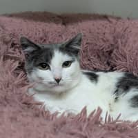 Photo of 💕 Milli 6181 💕