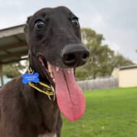Photo of Hawkins The Greyhound