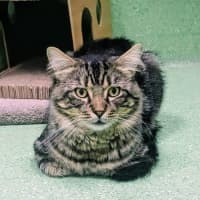 Photo of Hopper