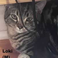 Photo of Loki