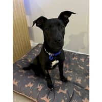 Photo of Betty *$350 Adoption Fee*