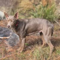 Photo of Althea