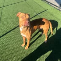 Photo of Pizza Imp 1385