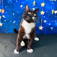 Photo of Domino   Located In Watsonia