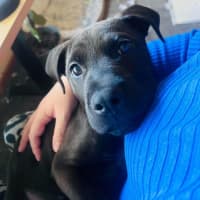 Photo of Axel
