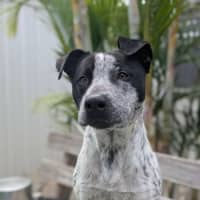 Photo of Shelby