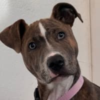 Photo of Dixie