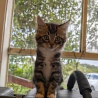 Photo of Ollie   Reduced Adoption Fee