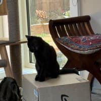 Photo of Azalea Meet Me At Petstock Chelsea