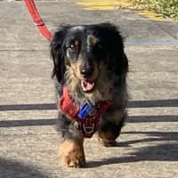 Photo of Arlo   3 Year Old Miniature Dachshund