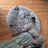 Photo of Alfie, The Greyhound