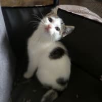 Photo of Hank