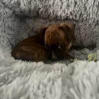 Photo of Chance (P1)