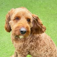 Photo of Rusty