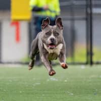 Photo of Lacey Imp 1824