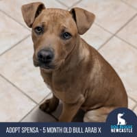 Photo of Spensa   5 Month Old Bull Arab X