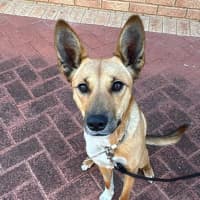 Photo of Honey
