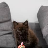Photo of Leia