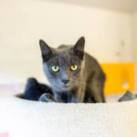 Photo of Violet (Bella)