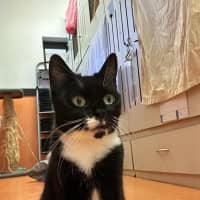 Photo of Peridot (Dottie) Luffy