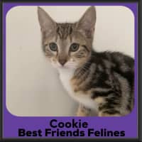 Photo of Cookie 
