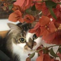 Photo of Hazel