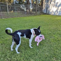 Photo of Dozer