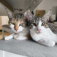 Photo of Purrcy