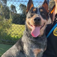 Photo of Riley Imp 1330