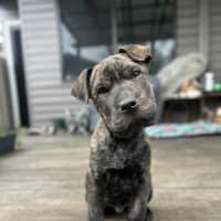 Photo of Potato   9 Week Old Shar Pei X Staffy 
