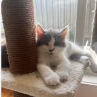 Photo of Mork And Mindy