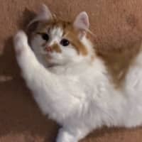 Photo of Simba