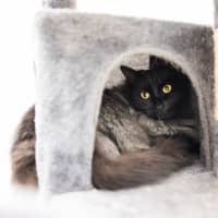 Photo of Pepper